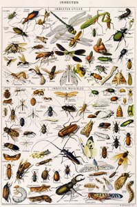 Illustration d