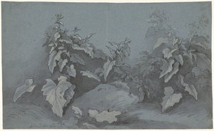 Étude de plantes