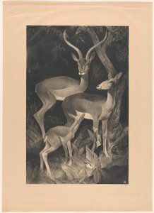 Bouc africain - Adriaan J. van 