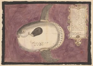 Poisson-lune (Mola mola) - Adriaen Coenen