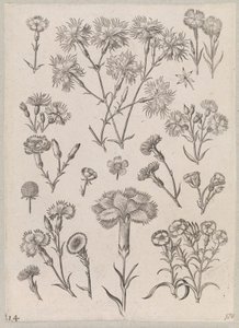 Œillet - Adriaen Collaert