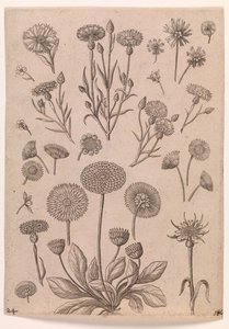 Bleuets - Adriaen Collaert