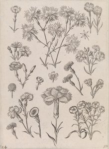 Jonquilles - Adriaen Collaert
