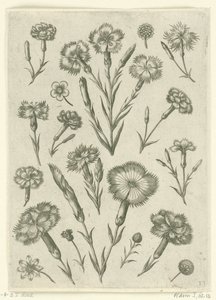 Divers œillets - Adriaen Collaert