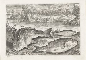 Trois carpes sur une rive