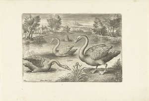 Trois cygnes dans un étang (Oiseaux)