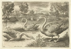 Trois cygnes dans un étang (Oiseaux) (Avivm vivae)