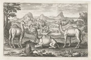 Dromadaires et un chameau - Adriaen Collaert