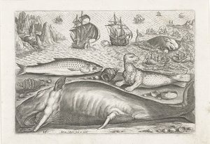 Un mulet, un lion de mer et une baleine sur la plage - Adriaen Collaert