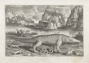 Quelques reptiles et amphibiens sur une rive (Vissen, Piscivm vivae icones) - Adriaen Collaert