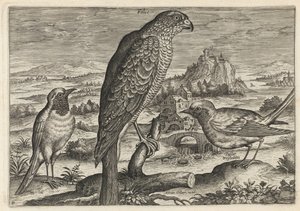  - Adriaen Collaert