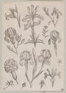 Iris