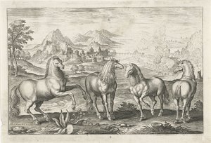 Chevaux (Vierpotige dieren, Animalivm Qvaddrvpedvm)