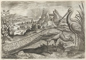 Paon et cigogne - Adriaen Collaert