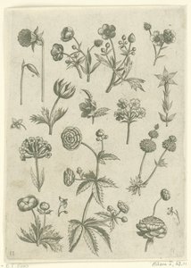 Renoncules, primevères et boutons d