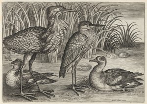  - Adriaen Collaert