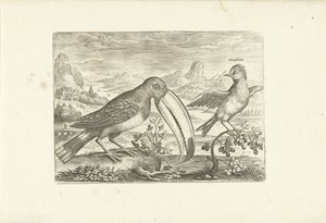 Deux oiseaux exotiques dans un paysage - Adriaen Collaert