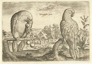 Deux perroquets dans un paysage - Adriaen Collaert