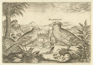 Deux oiseaux dans un paysage Oiseaux (titre de la série) Avivm Vivae (titre de la série) - Adriaen Collaert