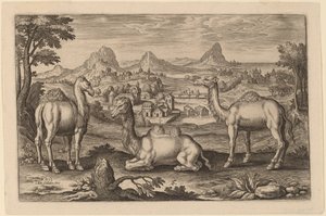 Deux dromadaires et un chameau - Adriaen Collaert