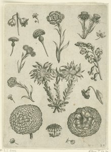 Différentes fleurs, y compris le chrysanthème et le chardon - Adriaen Collaert
