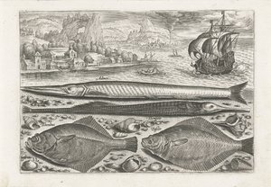 Quatre poissons sur la plage - Adriaen Collaert