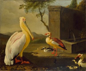 Oiseaux orientaux, 1683