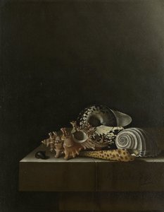 Coquillages sur un socle en pierre - Adrian Coorte