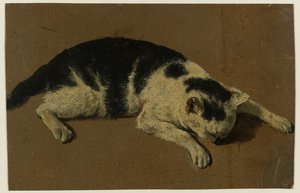 Chat couché avec la tête entre les pattes avant