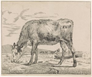 Veau broutant (Vee)