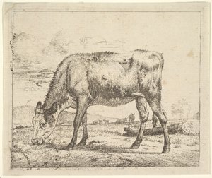Veau broutant, des Différents Animaux, 1658 - Adriaen van de Velde