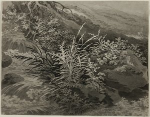 Coin du pré avec des roseaux et d