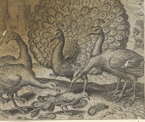 Fable de la pie avec les plumes de paon