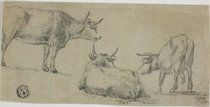 Trois croquis de vaches