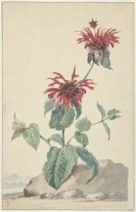 Une bergamote rouge dans un paysage