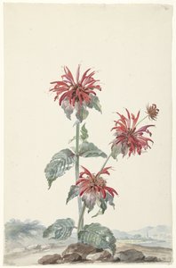 Une bergamote rouge dans un paysage
