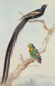 Un veuve à longue queue et un perroquet suspendu à couronne bleue, 1783