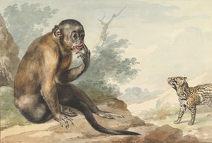 Un singe assis sur un rocher regardant une civette, 1764
