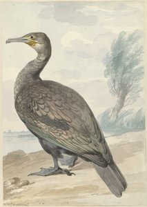 Cormoran