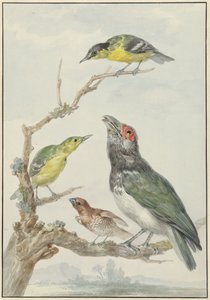 Quatre oiseaux différents sur une branche