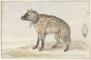 Hyène tachetée - Aert Schouman