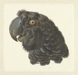 Tête de cacatoès
