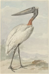 Jabiru (Jabiru mycteria) - Aert Schouman