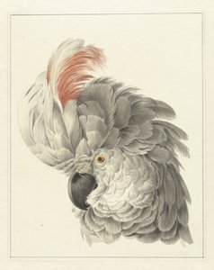 Tête de cacatoès