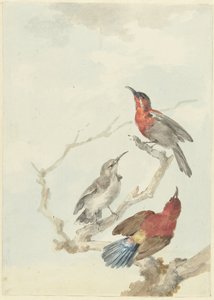 Trois Souimangas cramoisis - Aert Schouman
