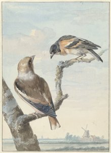 Deux oiseaux : un gros-bec casse-noyaux et un pinson du Nord - Aert Schouman