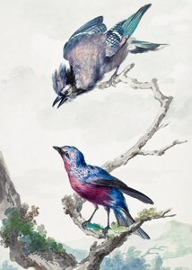 Deux oiseaux : un geai bleu et une cotinga à poitrine violette