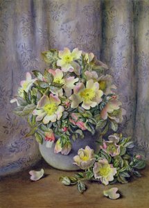 Nature Morte de Roses