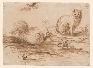 Un chat et une poule couveuse