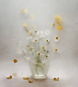 Marguerites et feuilles de rêve - Ala Pneuma